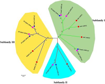 Genome-Wide Characterization and Expression Analysis of CAMTA Gene Family Under Salt Stress in Cucurbita moschata and Cucurbita maxima